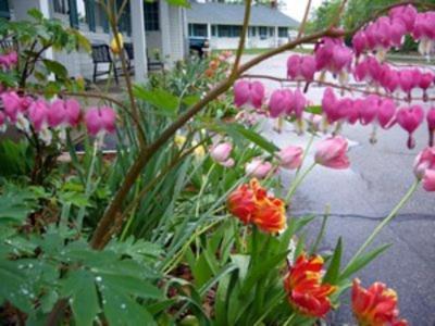 White Trellis Motel Норт-Конвей Экстерьер фото